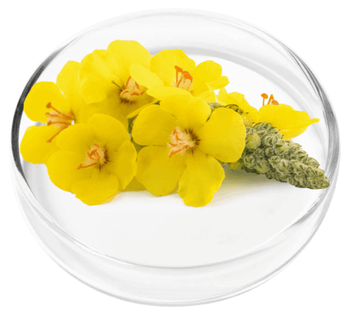 Mullein Leaf Extract 